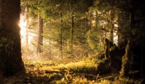 light forest