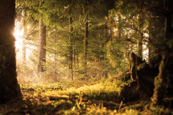 light forest